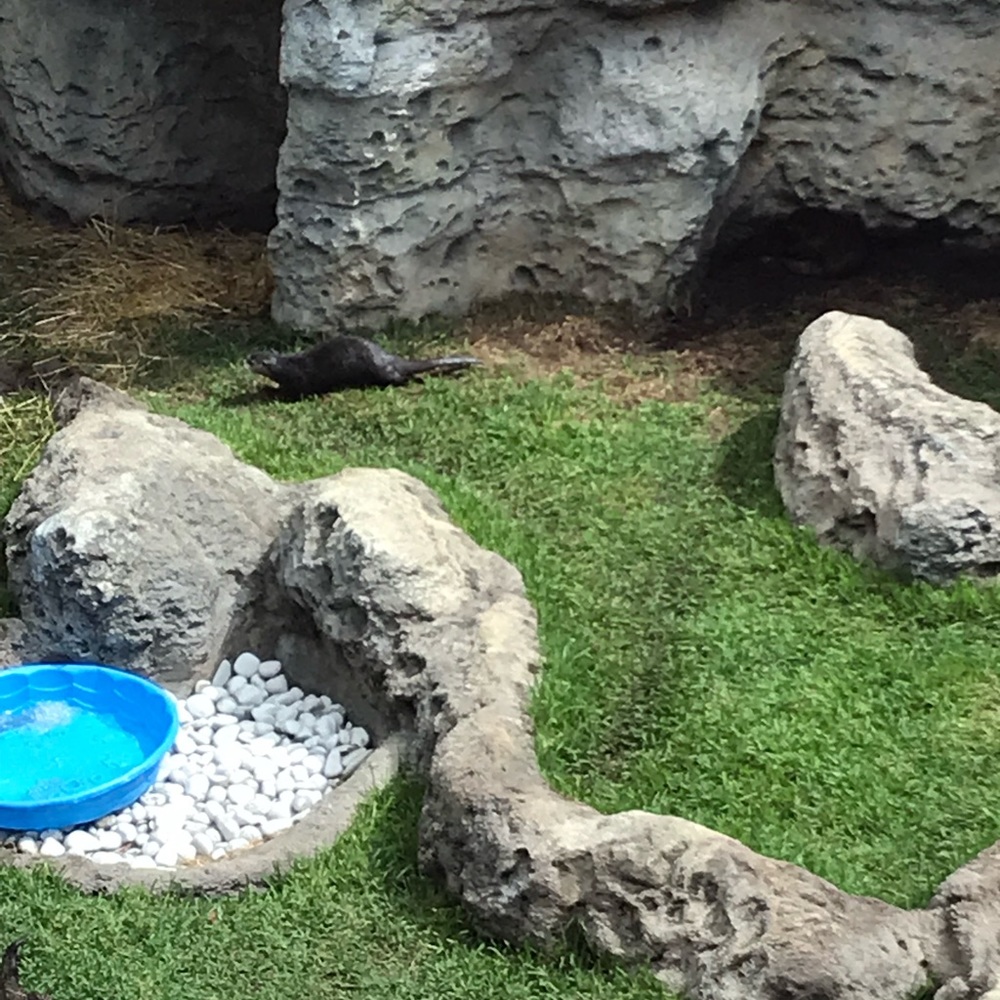 Meet your Posher, Hamid